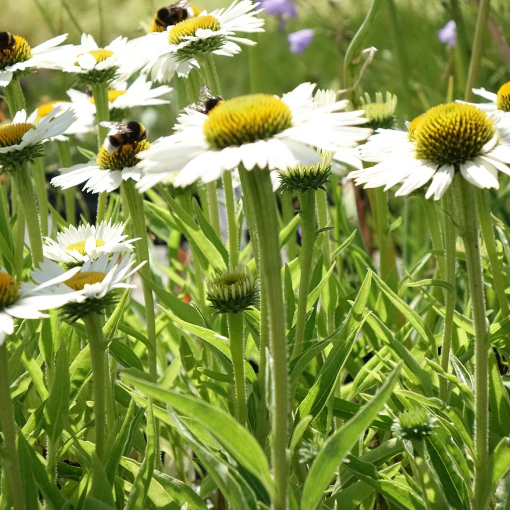 Echinacea purpurea White Meditation