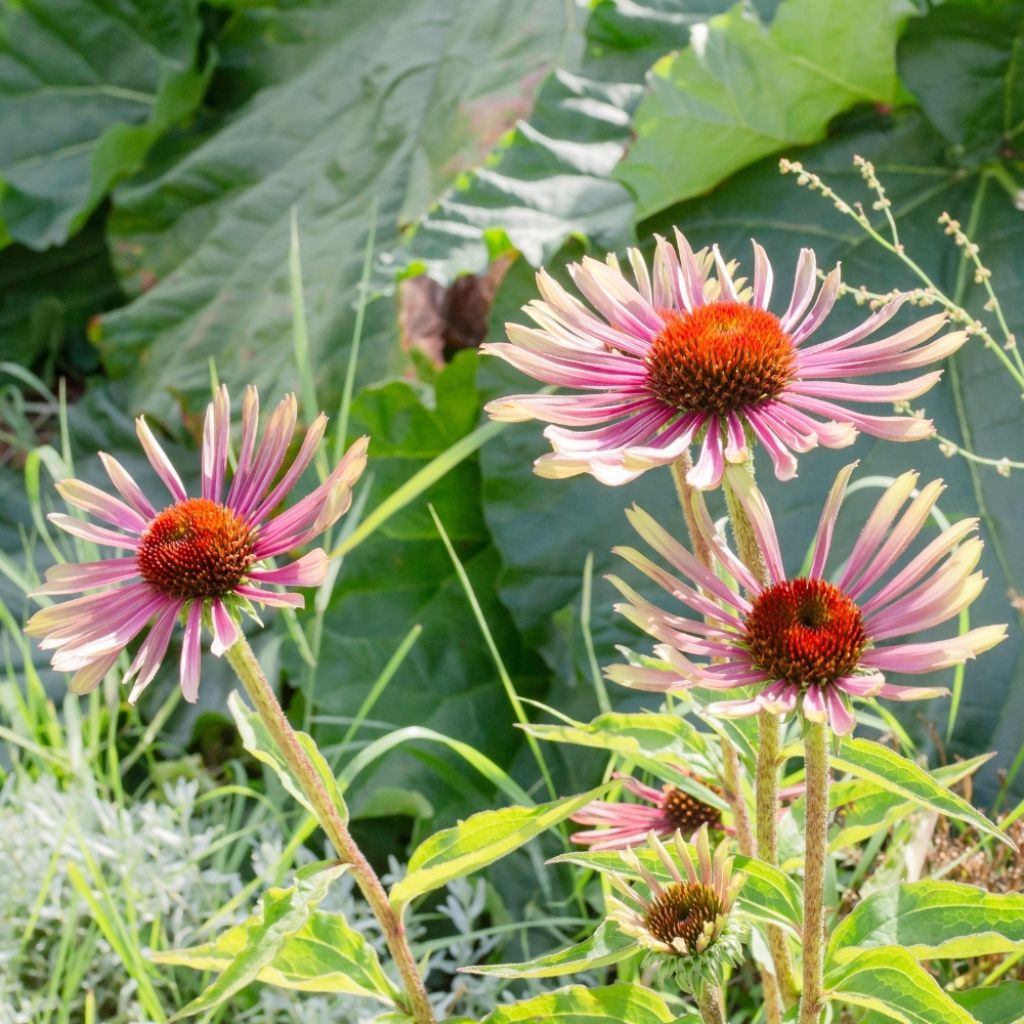 Echinacea Green Twister - Echinacée