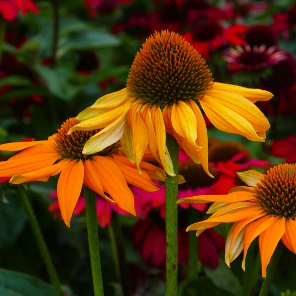 Echinacea Tangerine Dream - Echinacée