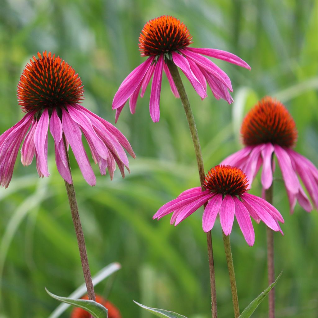 Graines d'Echinacea purpurea - Rudbéckia pourpre BIO