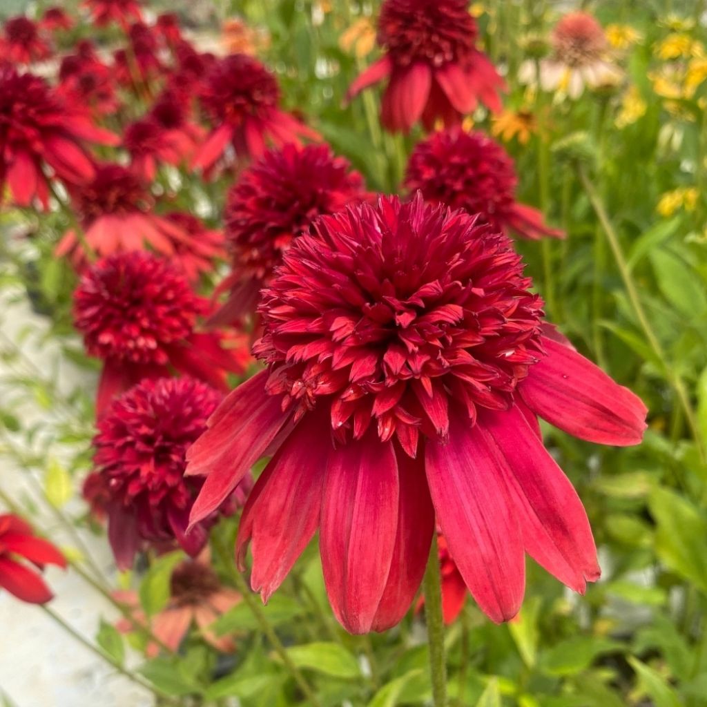 Echinacea Eccentric - Echinacée