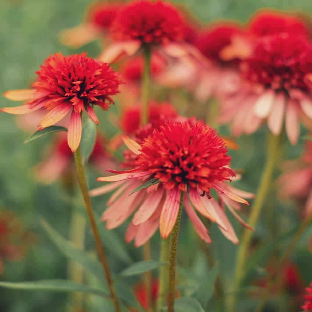 Echinacea purpurea Irresistible - Echinacée