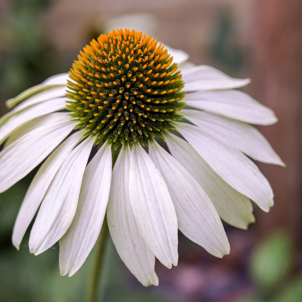 Graines d'Echinacea purpurea White Swan BIO - Echinacée blanche