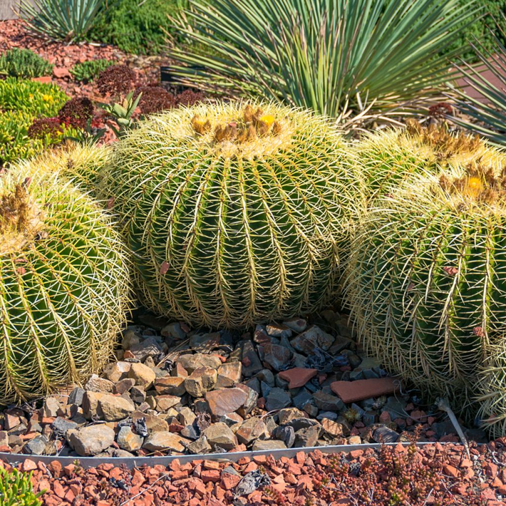 Echinocactus grusonii - Coussin de Belle-mère