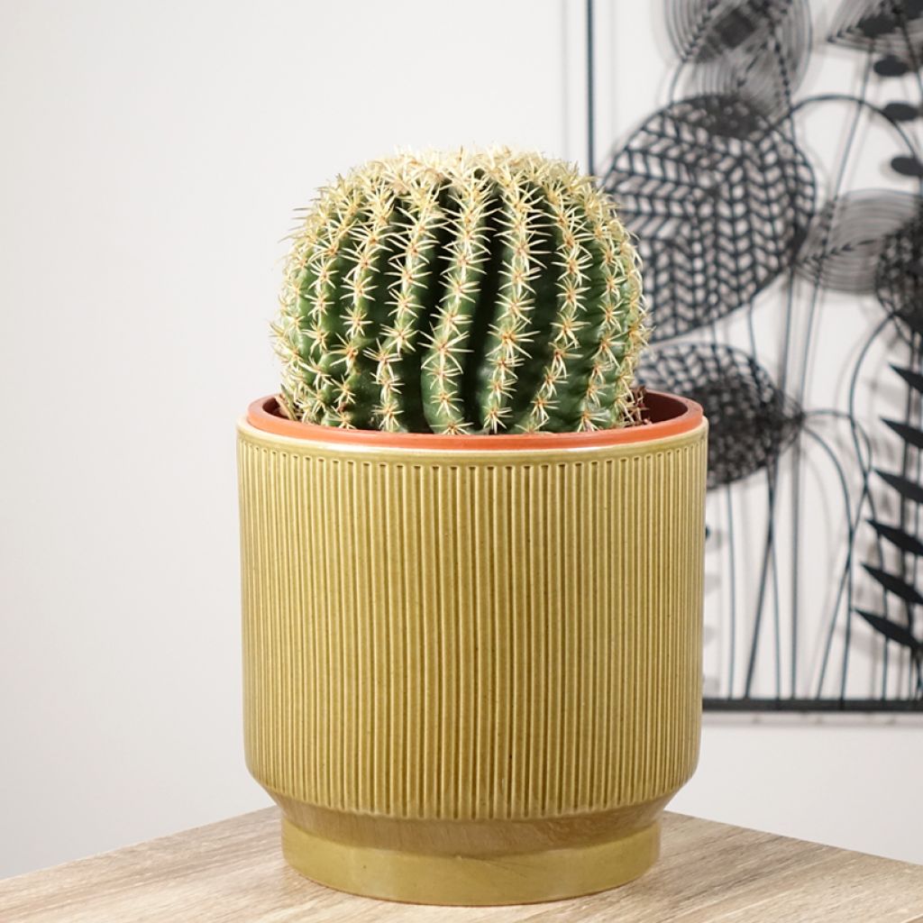 Echinocactus grusonii var. brevispinus - Coussin de Belle-mère