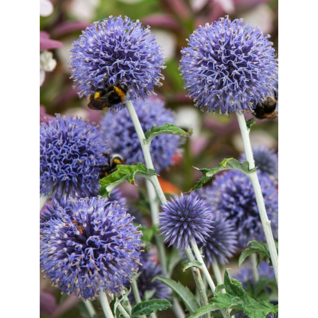 Chardon boule - Echinops ritro