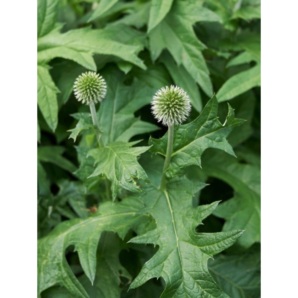Chardon boule - Echinops ritro