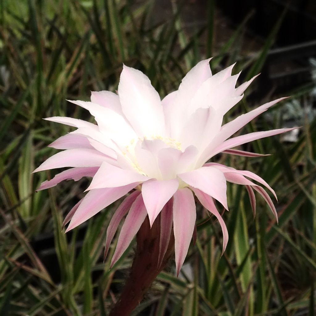 Echinopsis multiplex - Boule de Moïse
