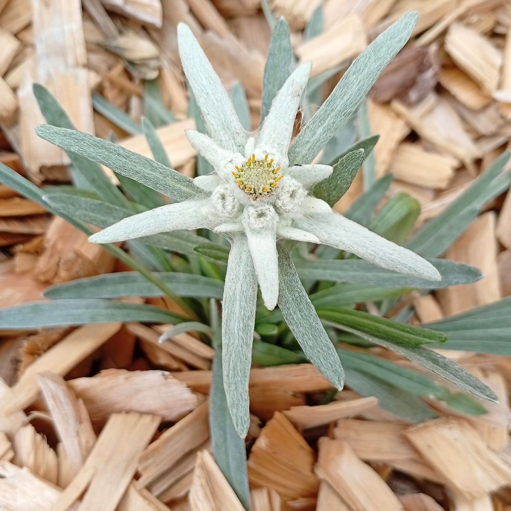 Edelweiss des Alpes, Leontopodium alpinum
