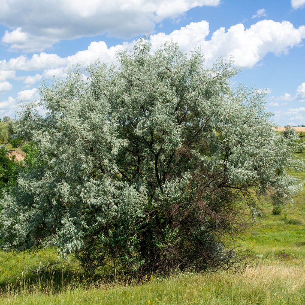 Elaeagnus angustifolia - Olivier de Boheme