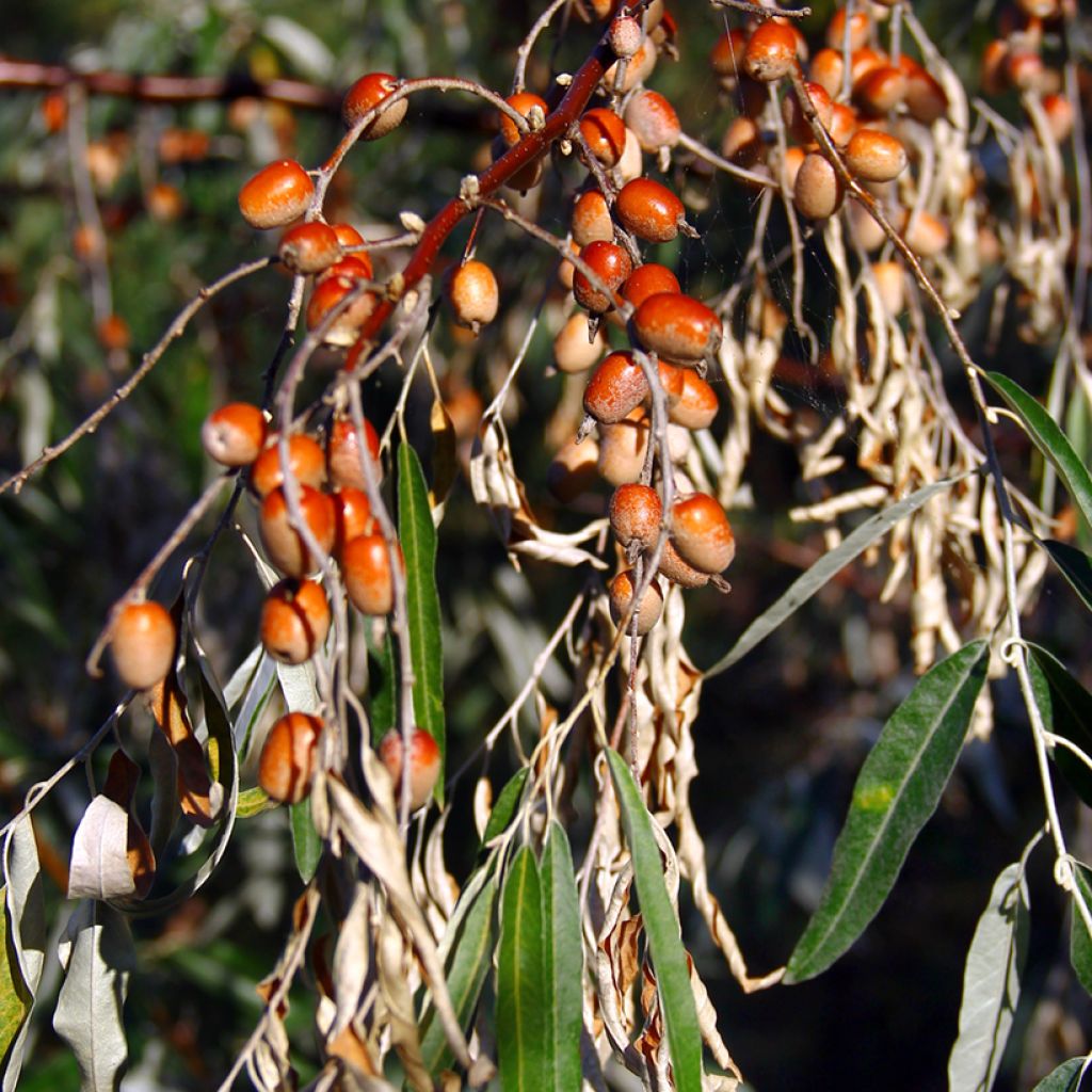 Elaeagnus angustifolia - Olivier de Boheme