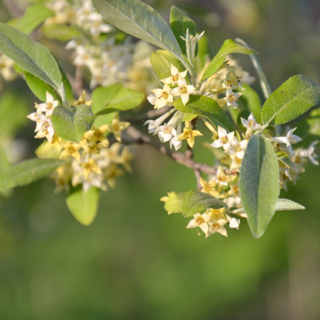 Elaeagnus umbellata Amoroso - Chalef en ombelles
