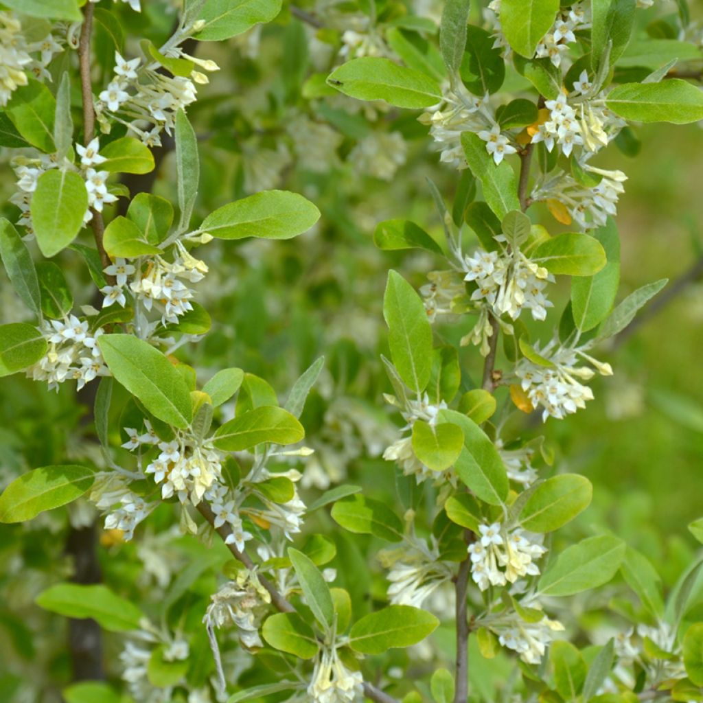 Elaeagnus umbellata - Chalef d'automne