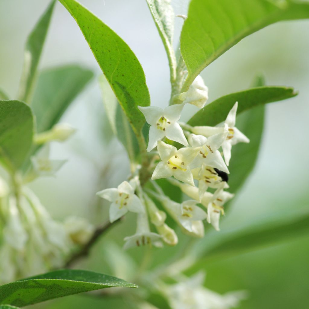 Elaeagnus umbellata - Chalef d'automne