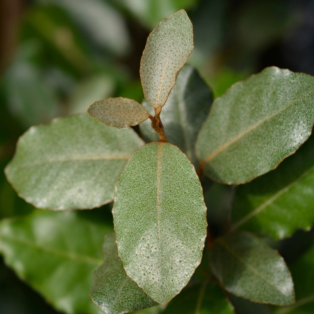 Elaeagnus ebbingei - Chalef de Ebbing