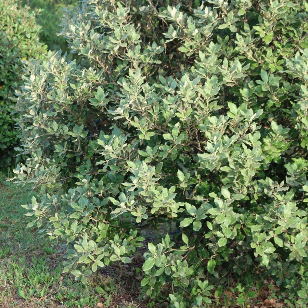 Elaeagnus ebbingei - Chalef de Ebbing