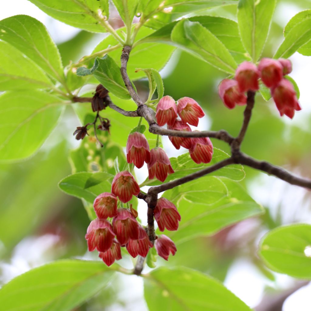 Enkianthus campanulatus Red Bells - Andromède campanulée