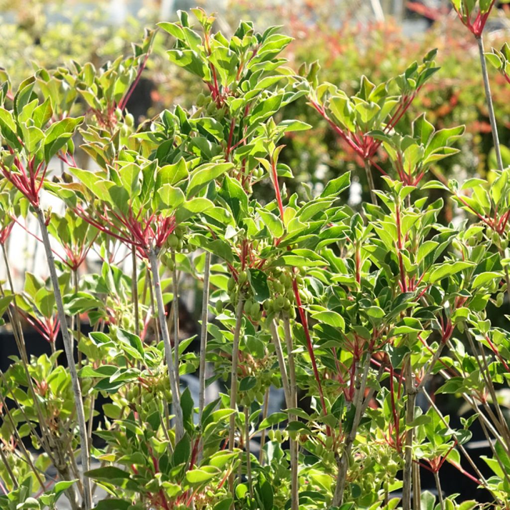Enkianthus campanulatus Prettycoat - Andromède campanulée 