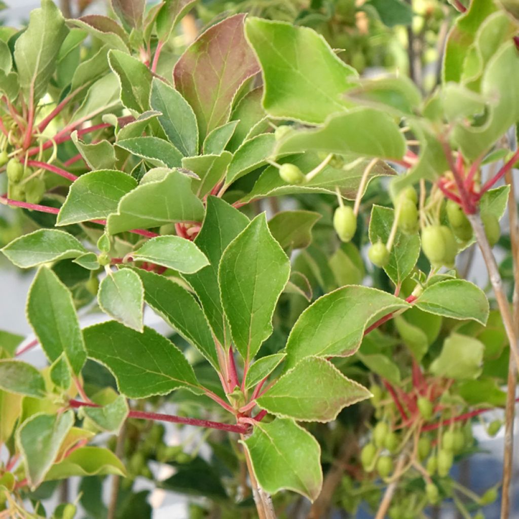 Enkianthus campanulatus Prettycoat - Andromède campanulée 