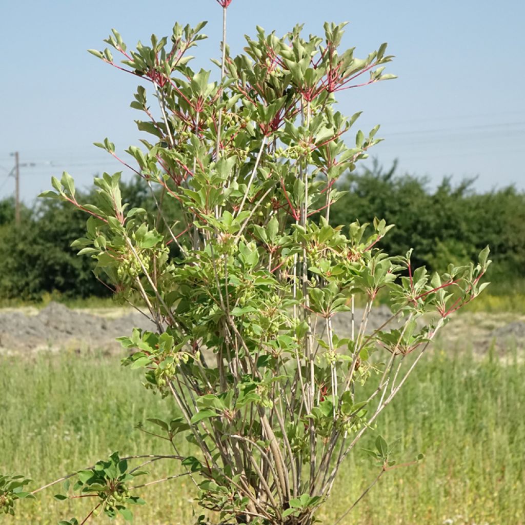 Enkianthus campanulatus Prettycoat - Andromède campanulée 