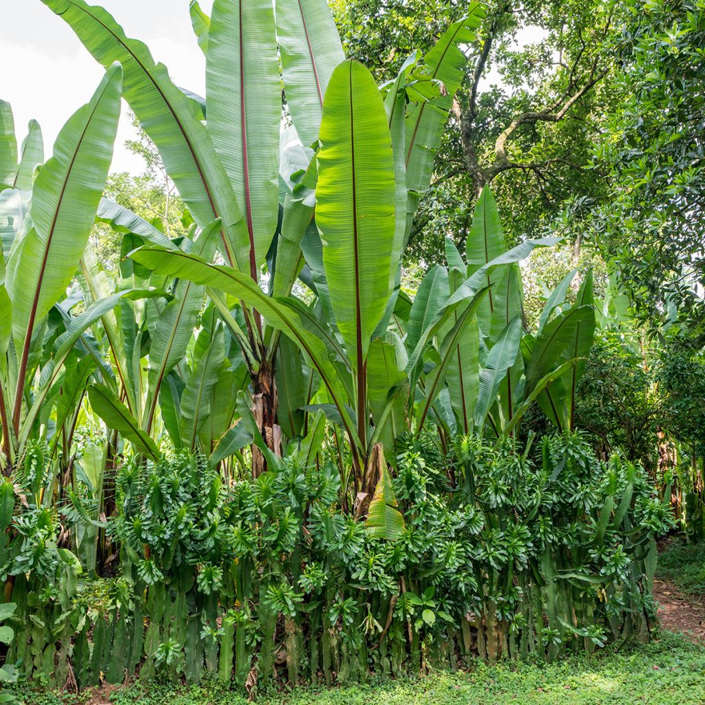Ensete ventricosum Large Seed - Bananier d'Abyssinie