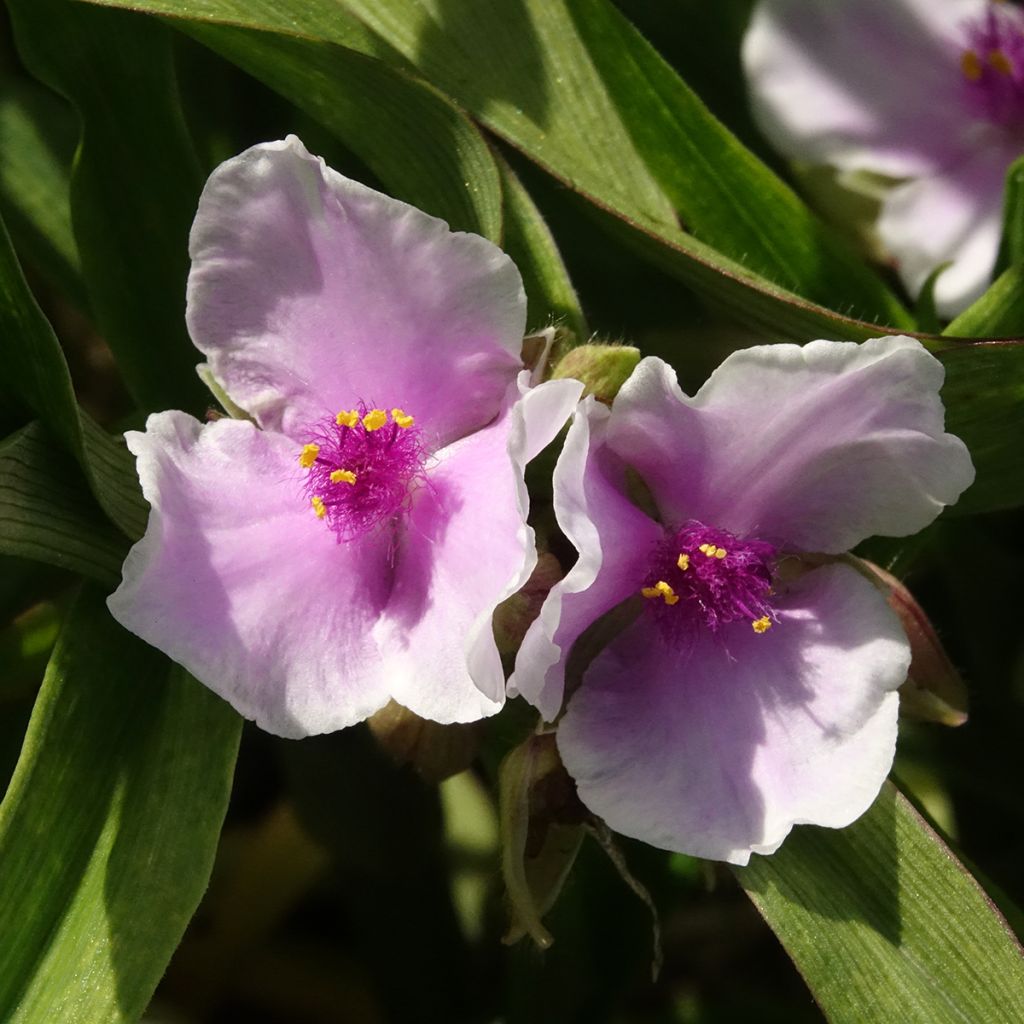Ephémère de Virginie - Tradescantia andersoniana Pink Chablis