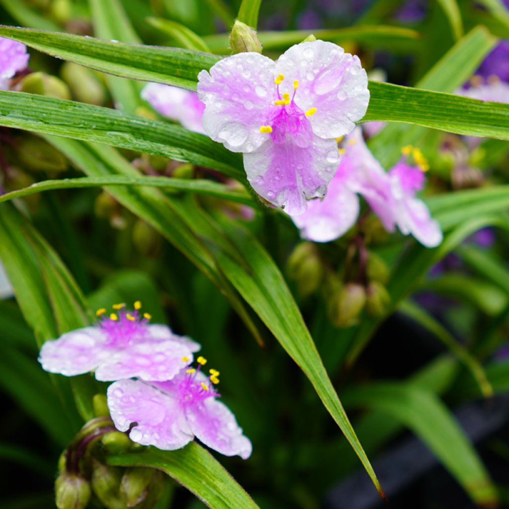 Ephémère de Virginie - Tradescantia andersoniana Pink Chablis