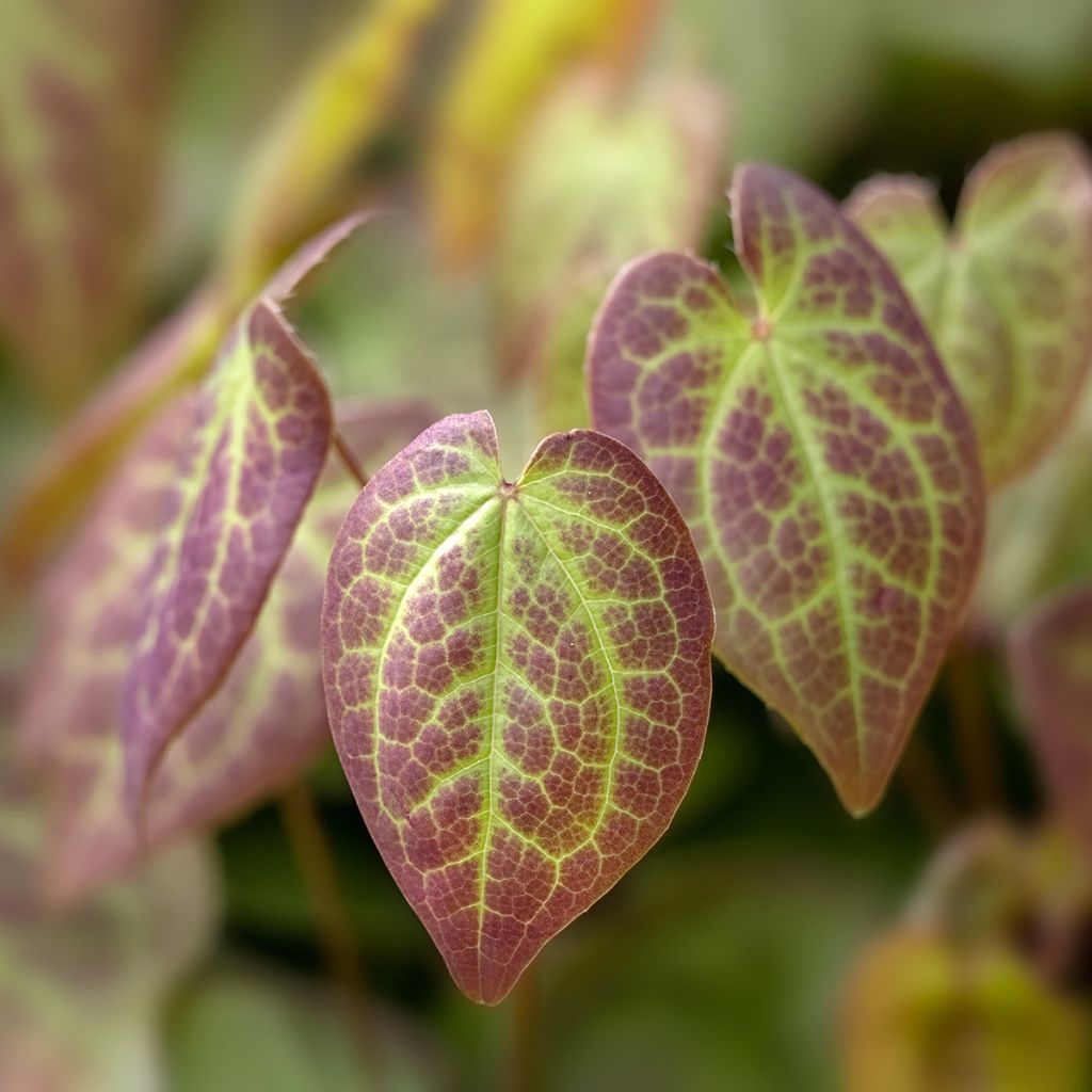 Epimedium x versicolor Sulphureum - Fleur des Elfes