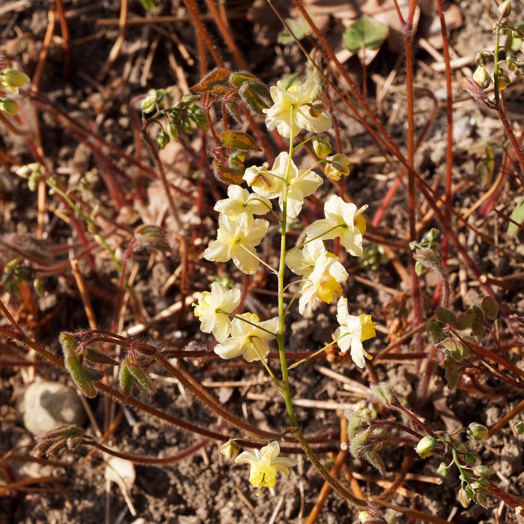 Epimedium x versicolor Sulphureum - Fleur des Elfes