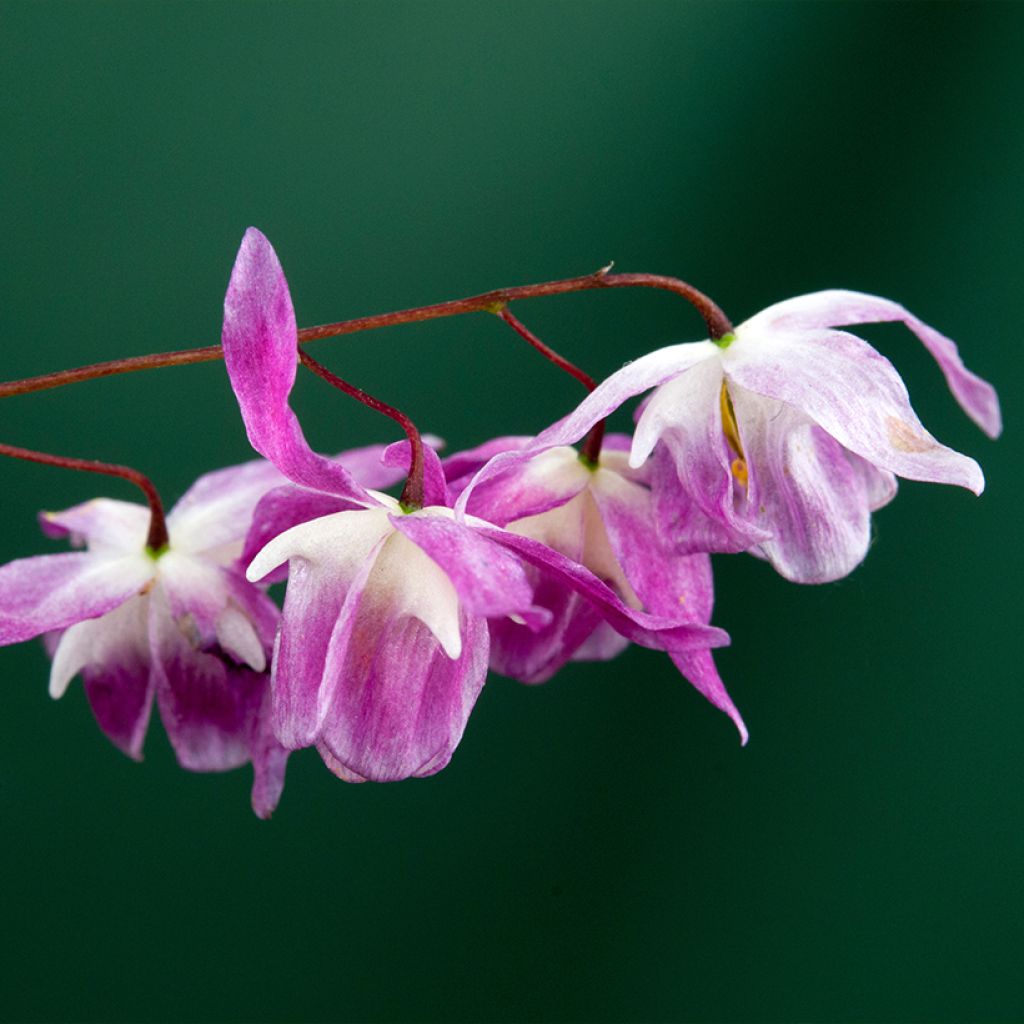 Epimedium youngianum Roseum - Fleur des elfes