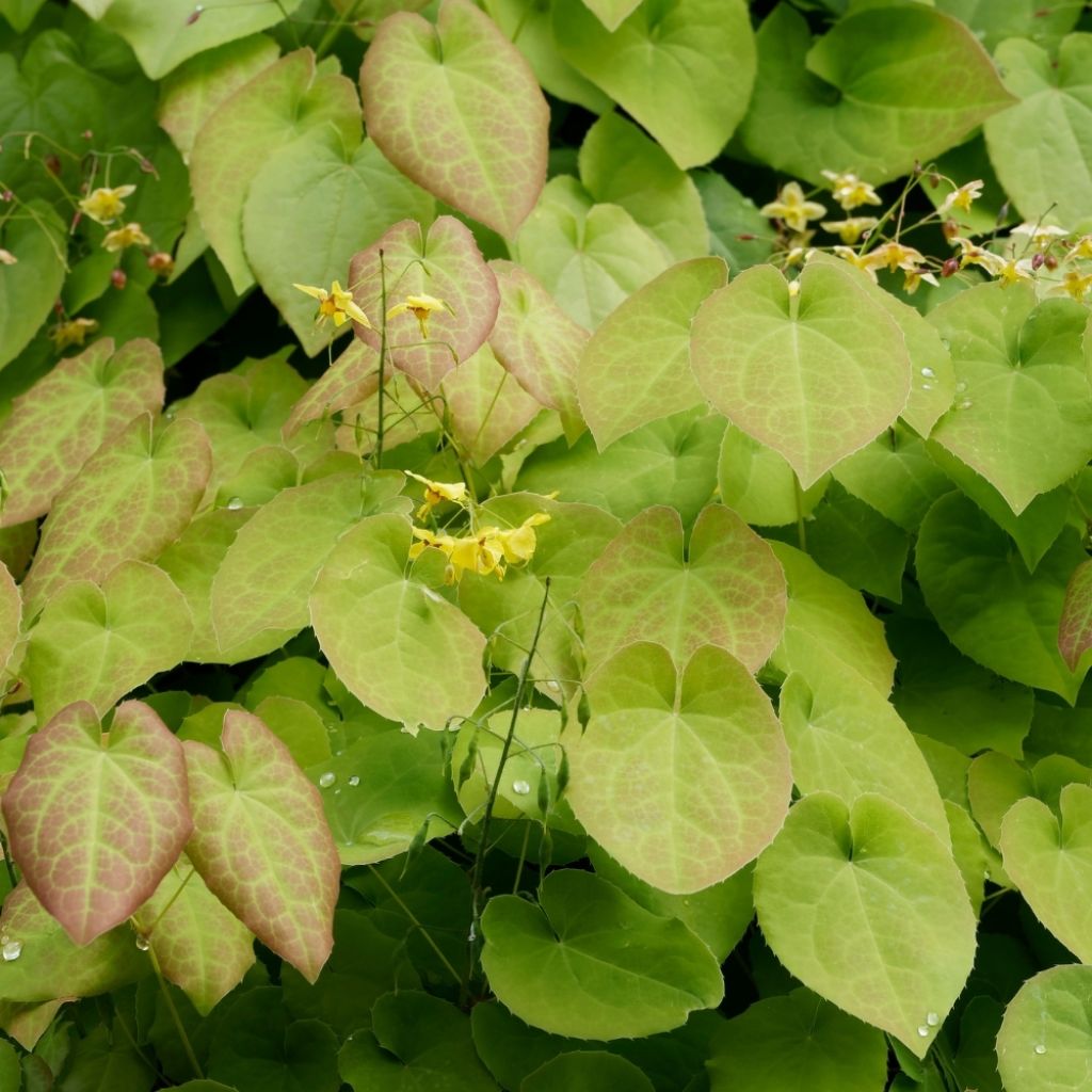 Epimedium perralchicum Frohnleiten - Fleur des Elfes jaune vif