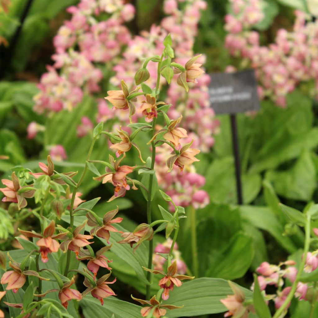 Epipactis gigantea - Helleborine