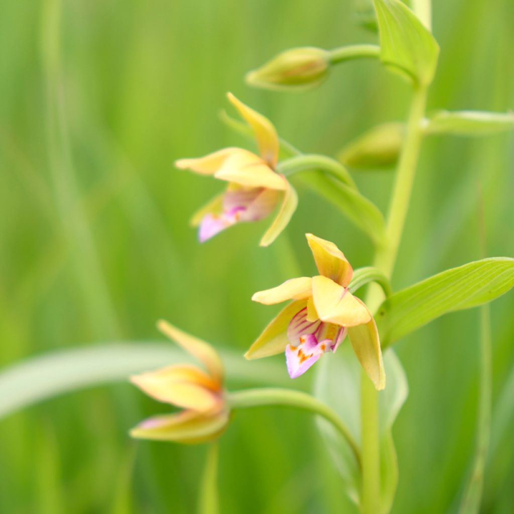 Epipactis thunbergii Yellow - Orchidée de jardin