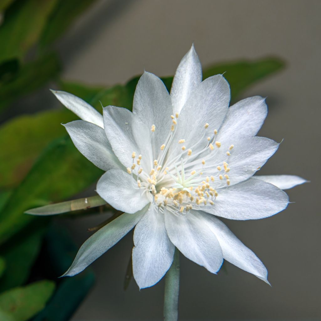 Epiphyllum anguliger - Cactus zig-zag