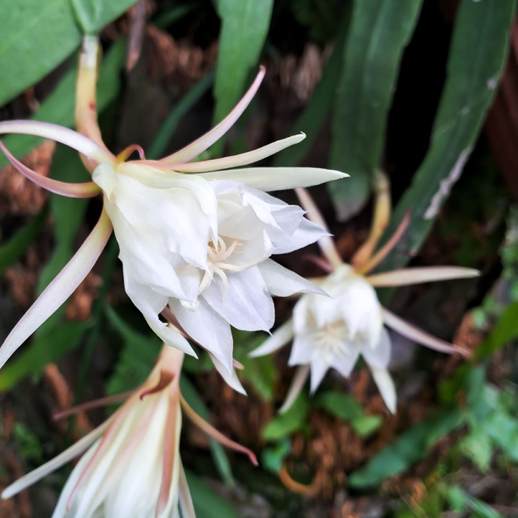 Epiphyllum anguliger - Cactus zig-zag