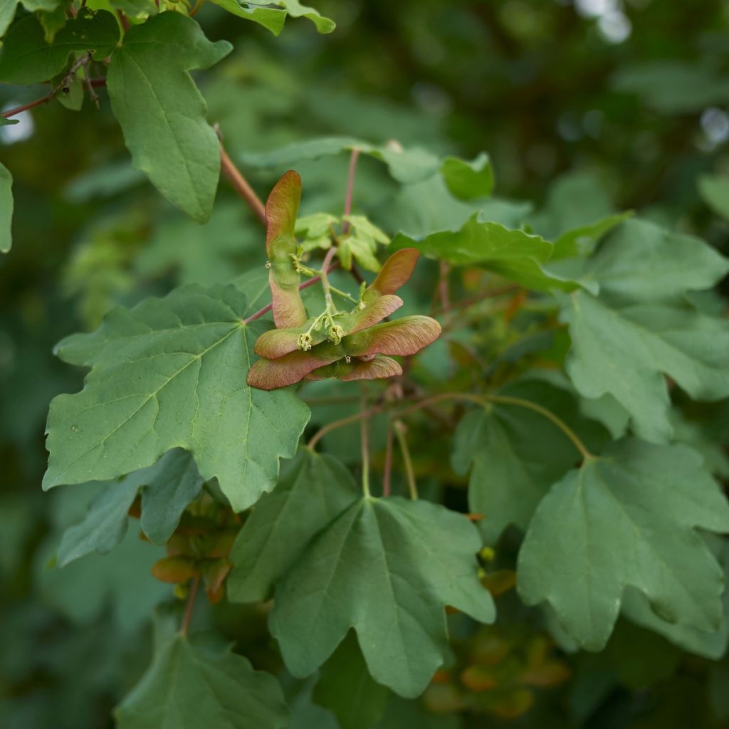 Erable champêtre - Acer campestre