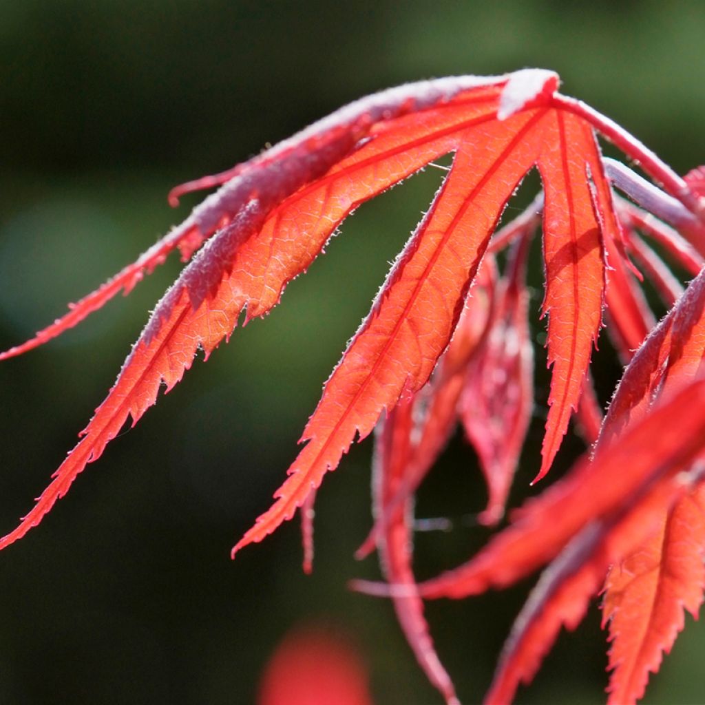 Erable du Japon - Acer palmatum Inaba-Shidare
