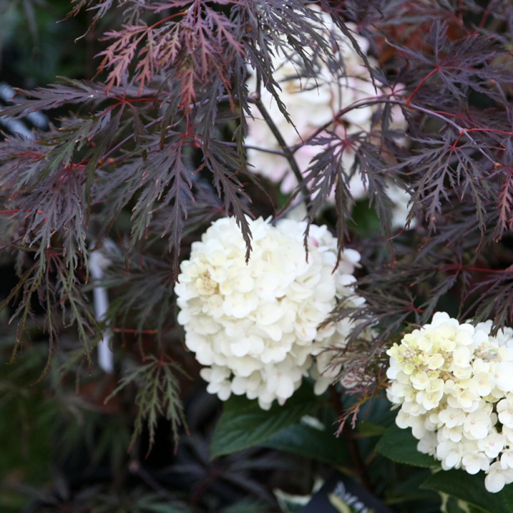Erable du Japon - Acer palmatum Inaba-Shidare
