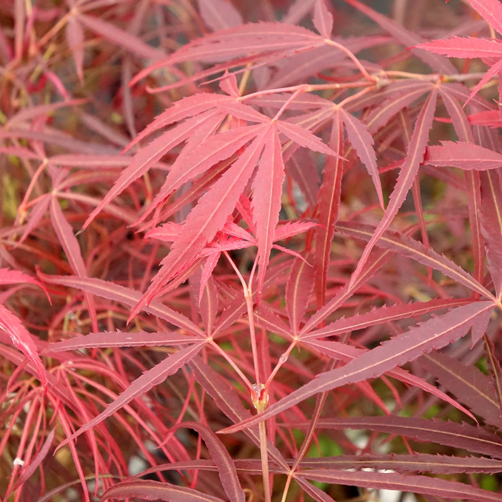 Erable du Japon - Acer palmatum Red Pygmy