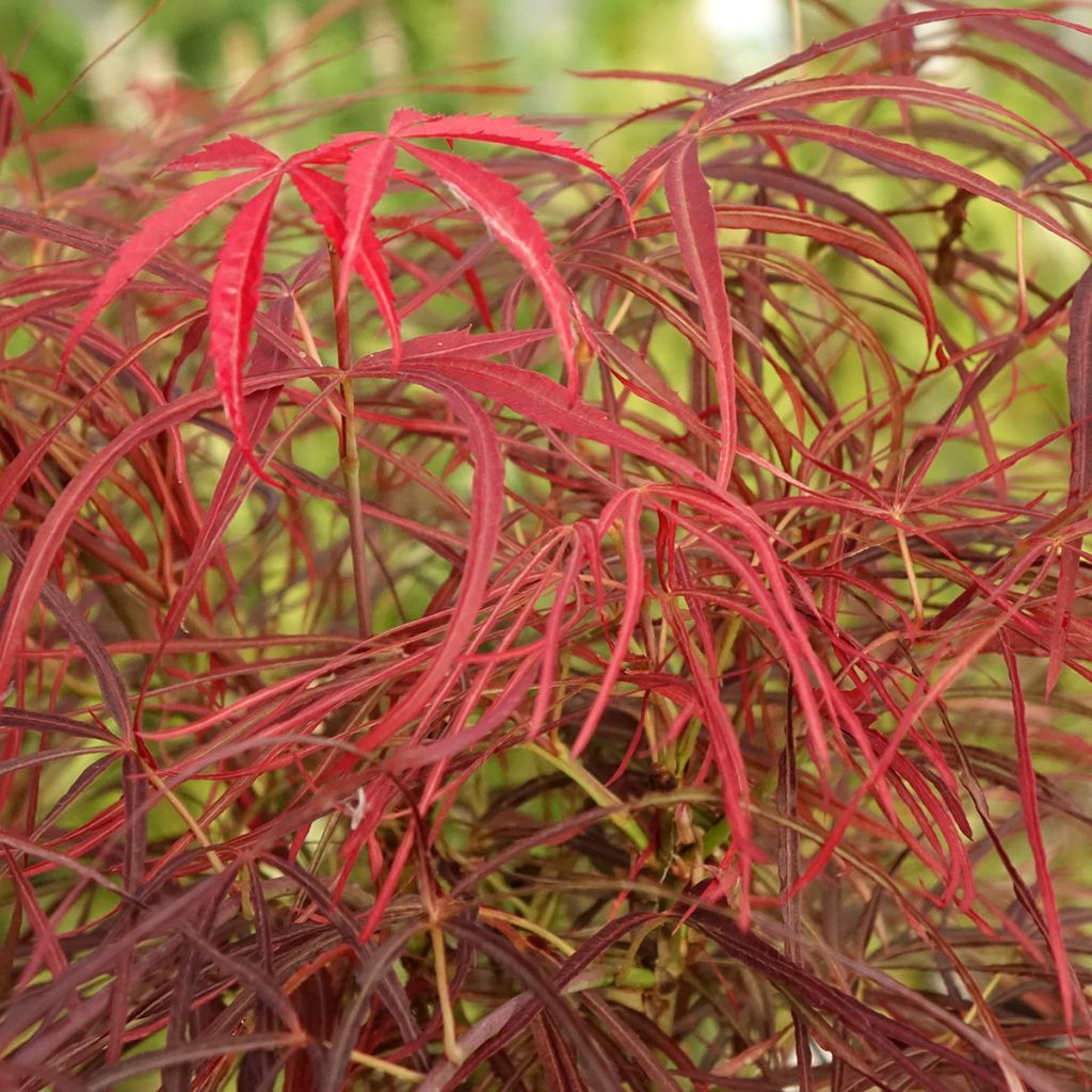 Erable du Japon - Acer palmatum Red Pygmy