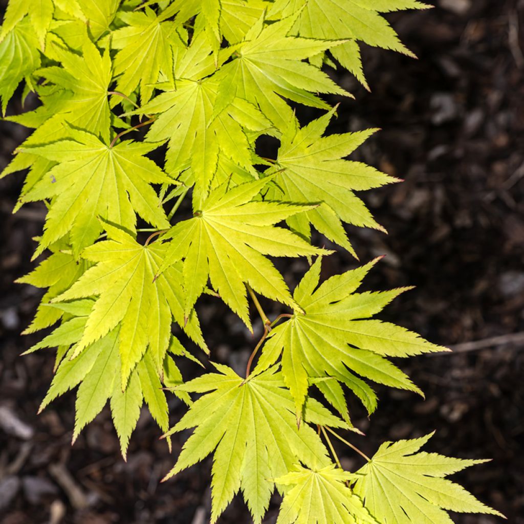 Erable du Japon - Acer shirasawanum Jordan