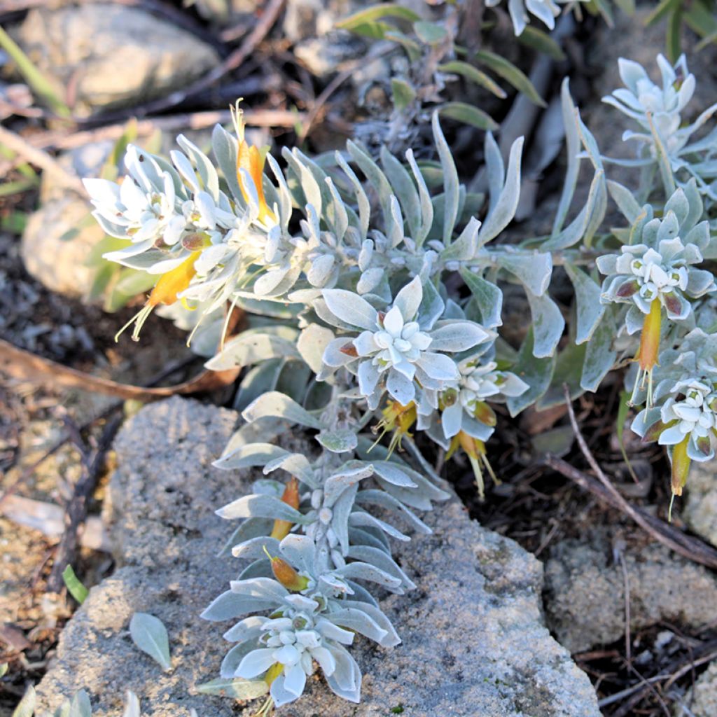 Eremophila glabra Kalbarri Carpet - Erémophile glabre