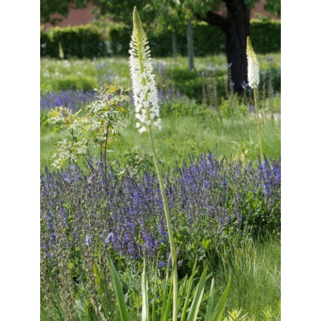 Eremurus himalaïcus - Lis des steppes