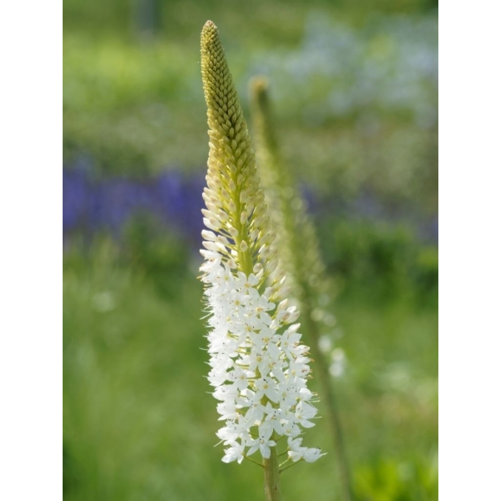 Eremurus himalaïcus - Lis des steppes
