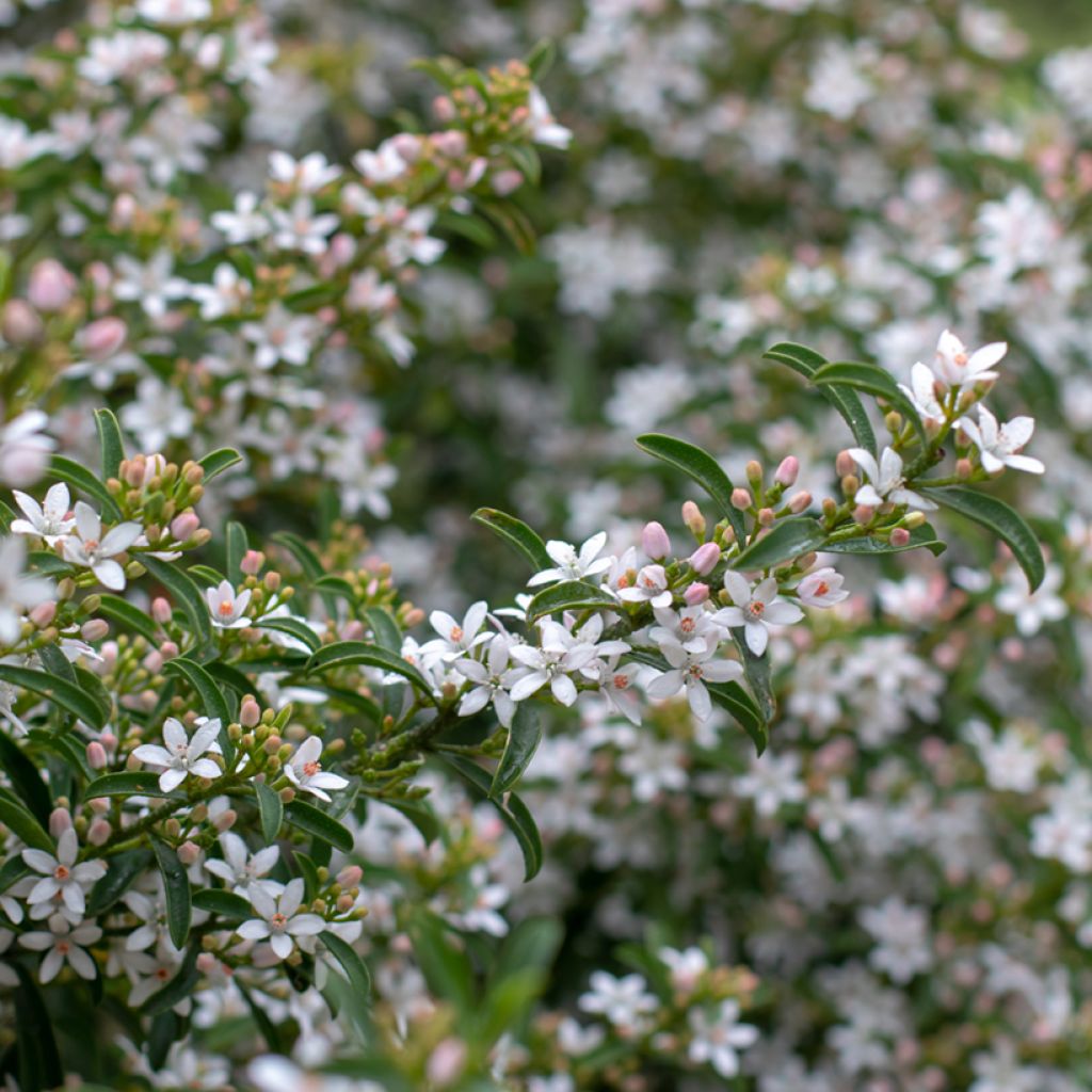 Eriostemon myoporoides - Philotheca