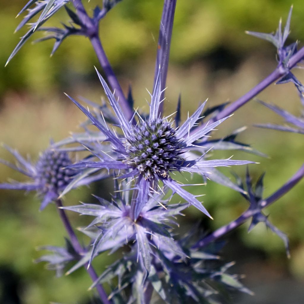 Eryngium Lapis Blue - Panicaut maritime