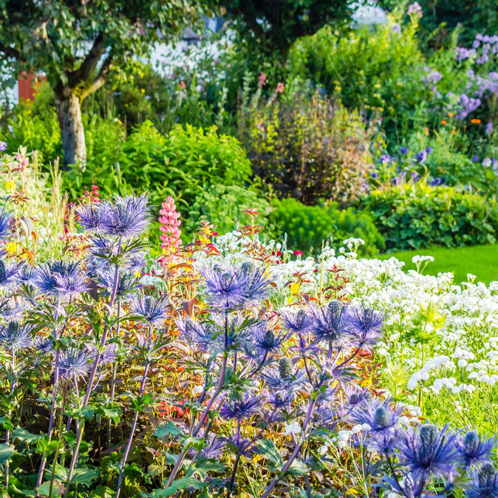 Eryngium olivierianum - Panicaut