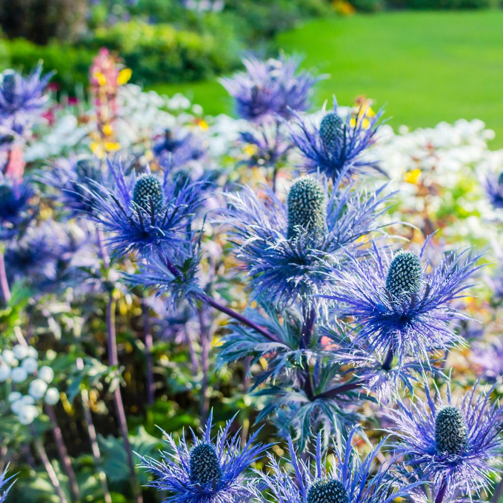 Eryngium olivierianum - Panicaut