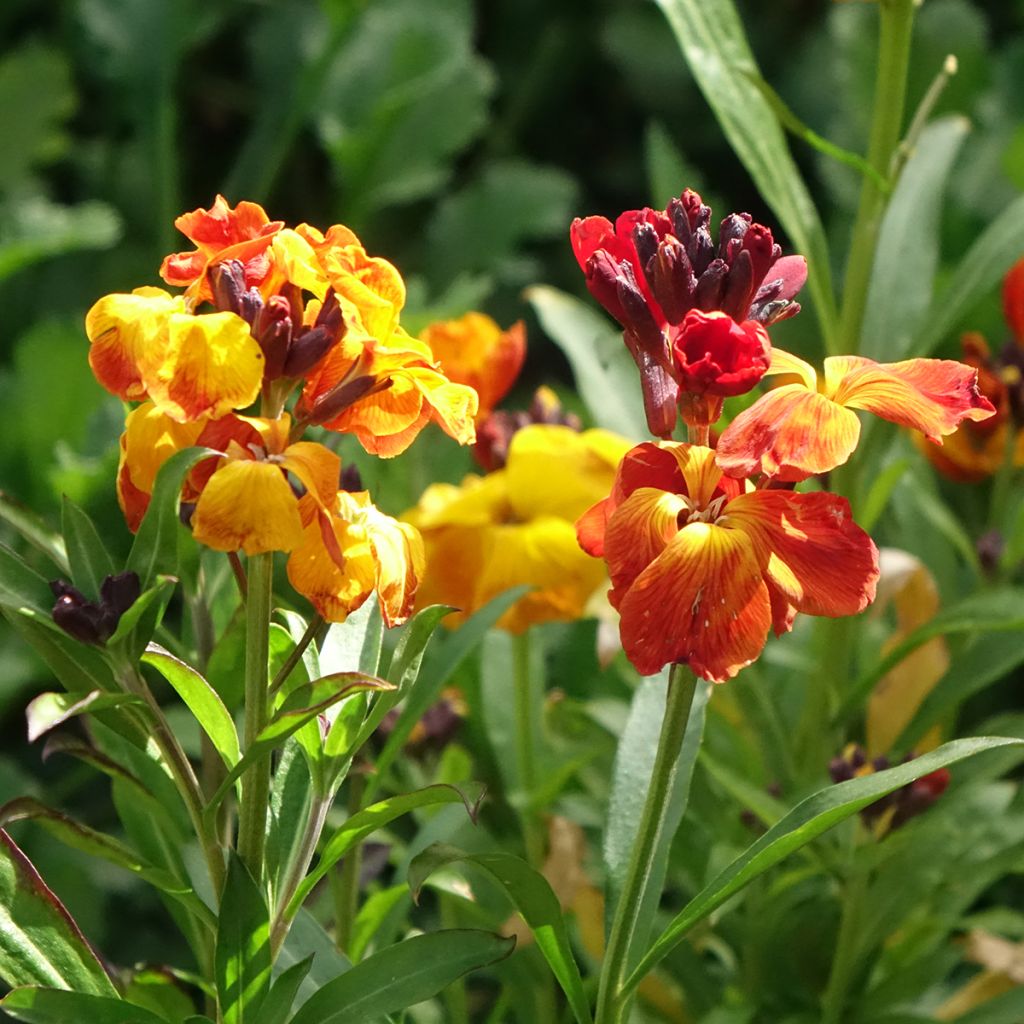 Graines de Giroflée ravenelle Fair Lady Mix - Erysimum ou Cheiranthus cheirii