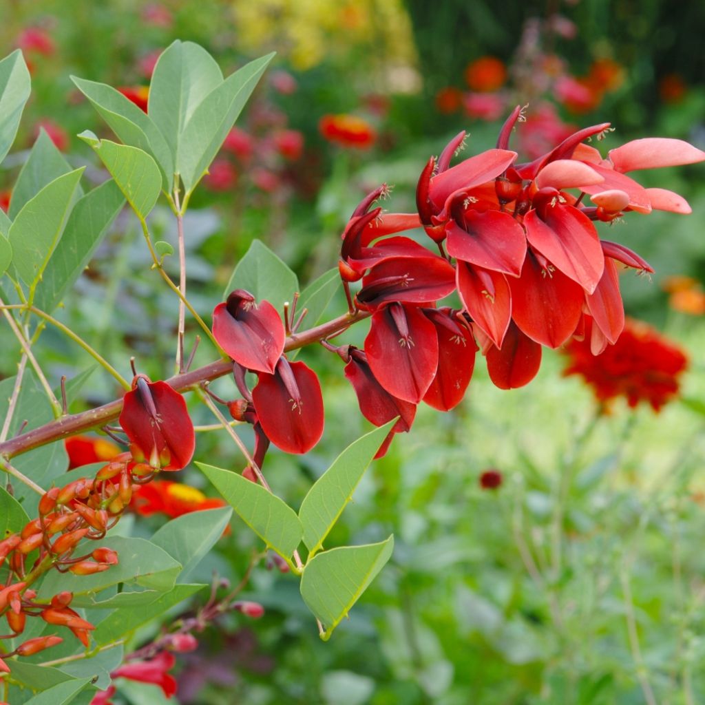 Erythrina crista-gallii Compacta - Erythrina crista-gallii Compacta